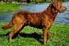 Chesapeake Bay Retriever