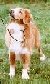 Nova Scotia Duck Tolling Retriever