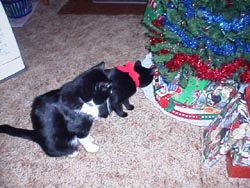Isisxmas4.JPG (24289 bytes)