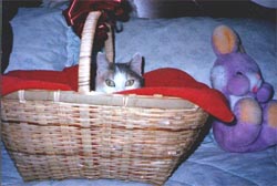 jackiebasket.JPG (16831 bytes)