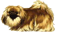 Pekingese Dog