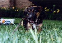 Sammy at Cloisters
