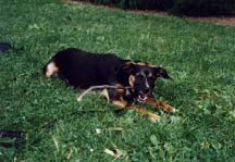 Sammy at Cloisters