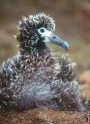 baby albatross