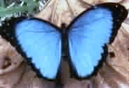 blue butterfly