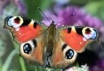 red butterfly with blue and yellow eyes
