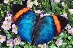 blue and red