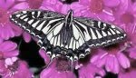 white striped butterfly