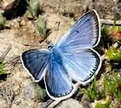 blue-grey butterfly