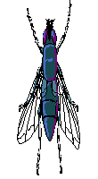 fly