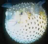 porcupine fish
