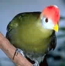 turaco