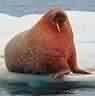 walrus