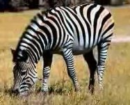 zebra