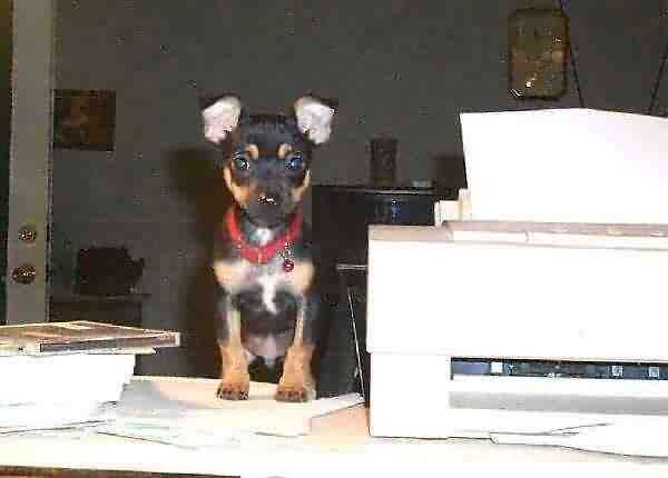 Smokey Mountain Kennels "Pongo" /Beside Printer