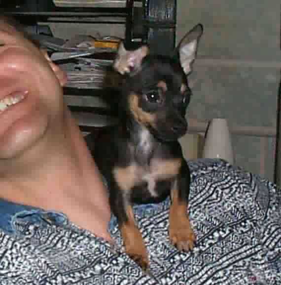 Smokey Mountain Kennels "Pongo" / Sitting on Shoulder