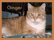 Meet Ginger