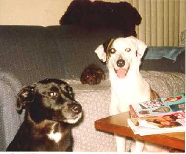Joey, Murphy and Madison