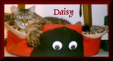 Daisy