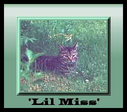 Lil Miss