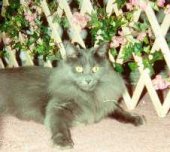 Lucy near her gate