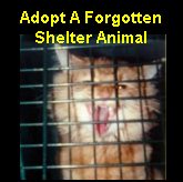  Adopt A Forgotten Shelter Animal