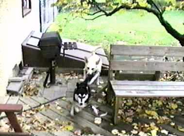 Flurry Chasing Nika