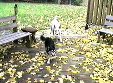 Flurry Chasing Nika