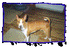 Copy of tiki.gif (60477 bytes)