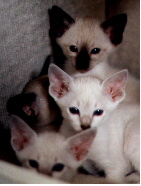 First litter - first photo