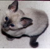 Blue-Point Girl