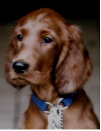 Tara Puppy