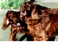 Yappy Puppy!