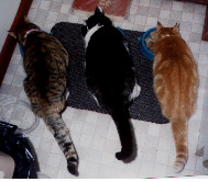 Feeding time