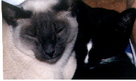 Miska & Geebo