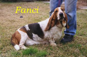 Fanci