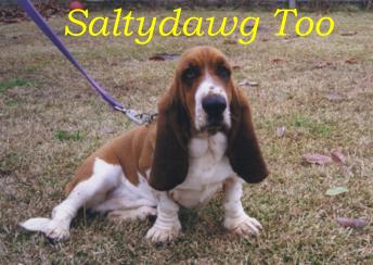 SaltyToo