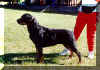 Scout