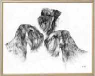 Kennel Amor di Schnauzer