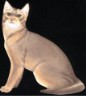 SHENZI