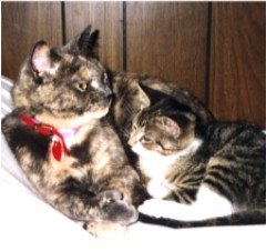EMMA/SCOOTER