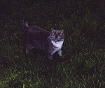 cat2-th.gif