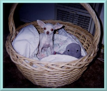 basket