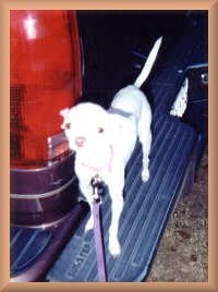 bumper