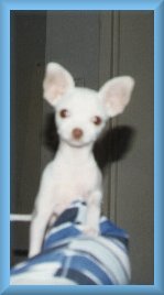 pointer