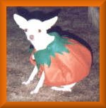 Chihuahua Pumpkin