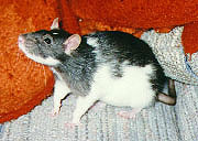 Abby