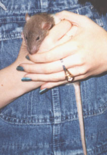 Peanut