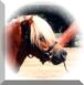 Mares and Fillies for Sale