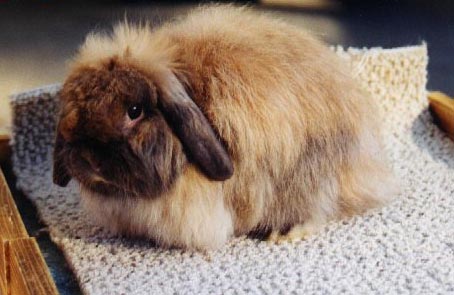 Penelope, female, Fuzzy Lop, picture from AK's Hoppitry Loppitry